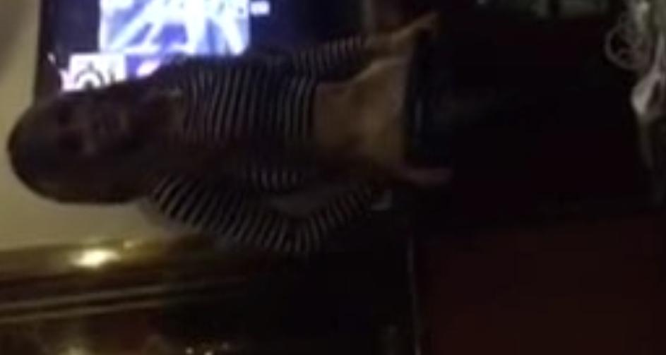 TS伪娘合集111g补，收藏解压伪娘视频